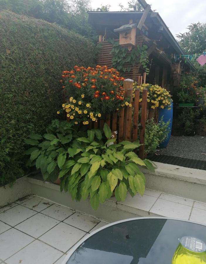 Ferienwohnung Grete 特里尔 外观 照片
